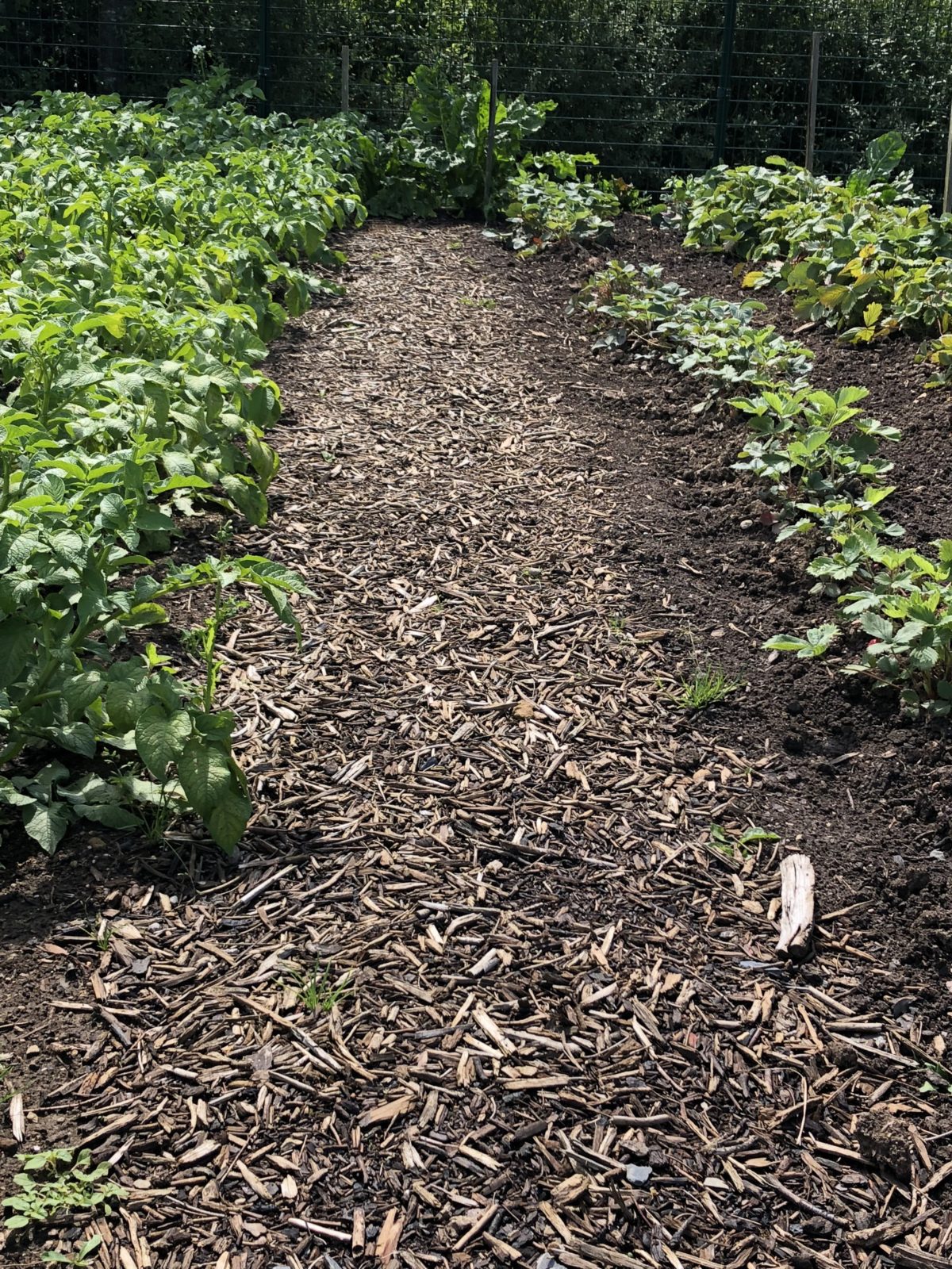 Découvrez les matériaux de recouvrement pour sol Mulch
